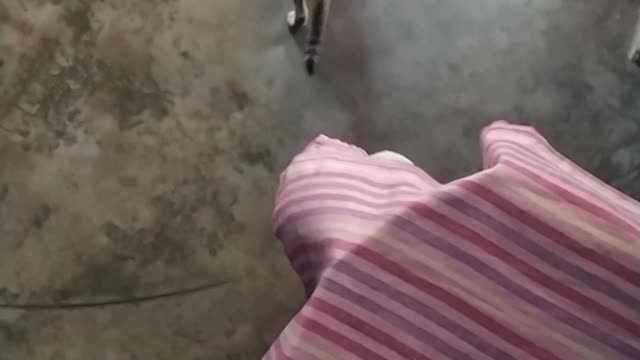 Cute cat 🐱playing funny moment