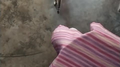 Cute cat 🐱playing funny moment