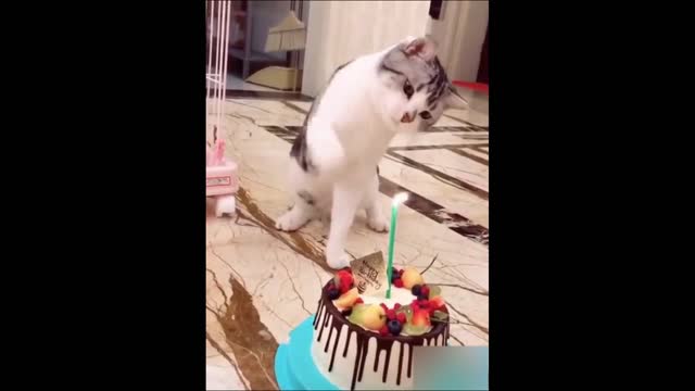 Cat'S Life: Cats And Owners Are The Best Friends Videos!!!