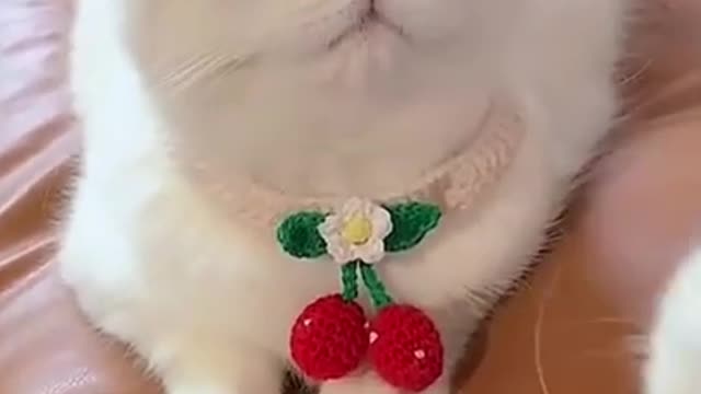 cute animals