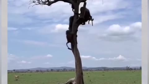 Funny video