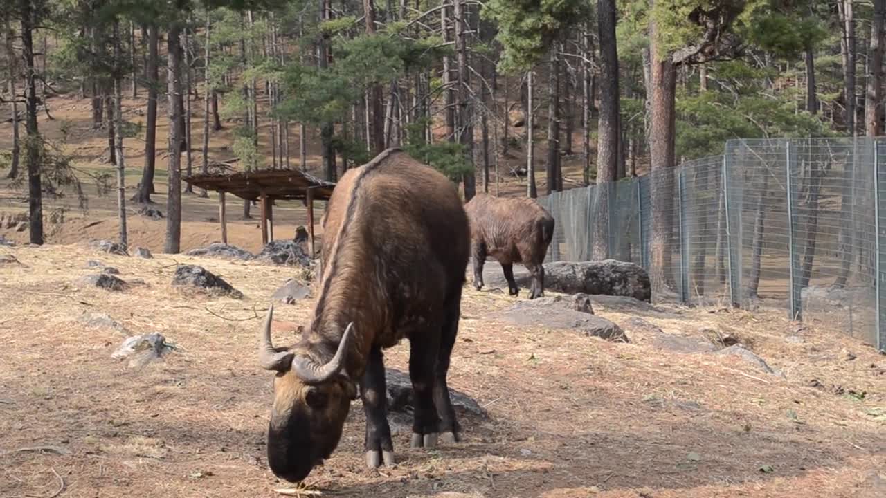 Bhutan National Animal