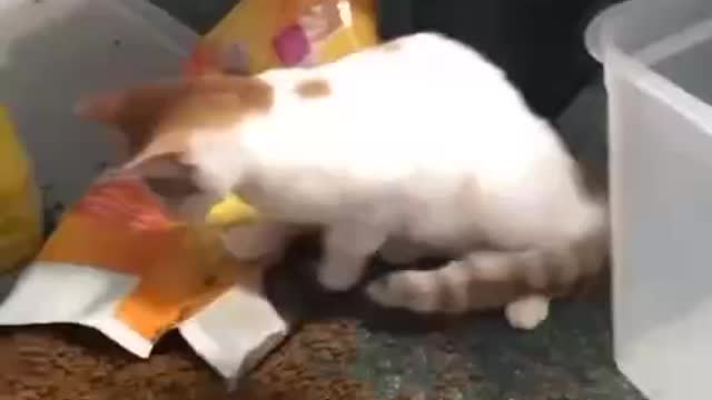 cute and good cat