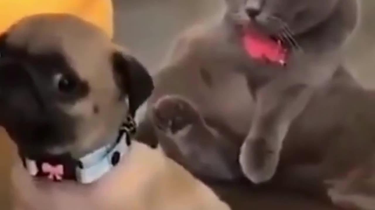 Something Behind me Funny Pets video - #dog #pets #funny #funnyvideo #viral #Doglover #trending #dogshorts #shorts #video #videos