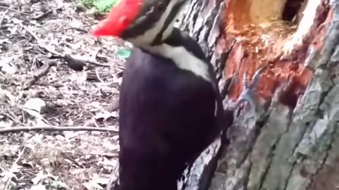 Tree cutter bird