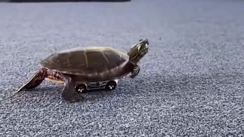 Funny Turtle