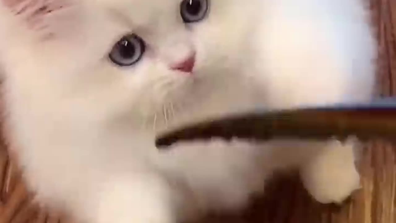 Cute cat