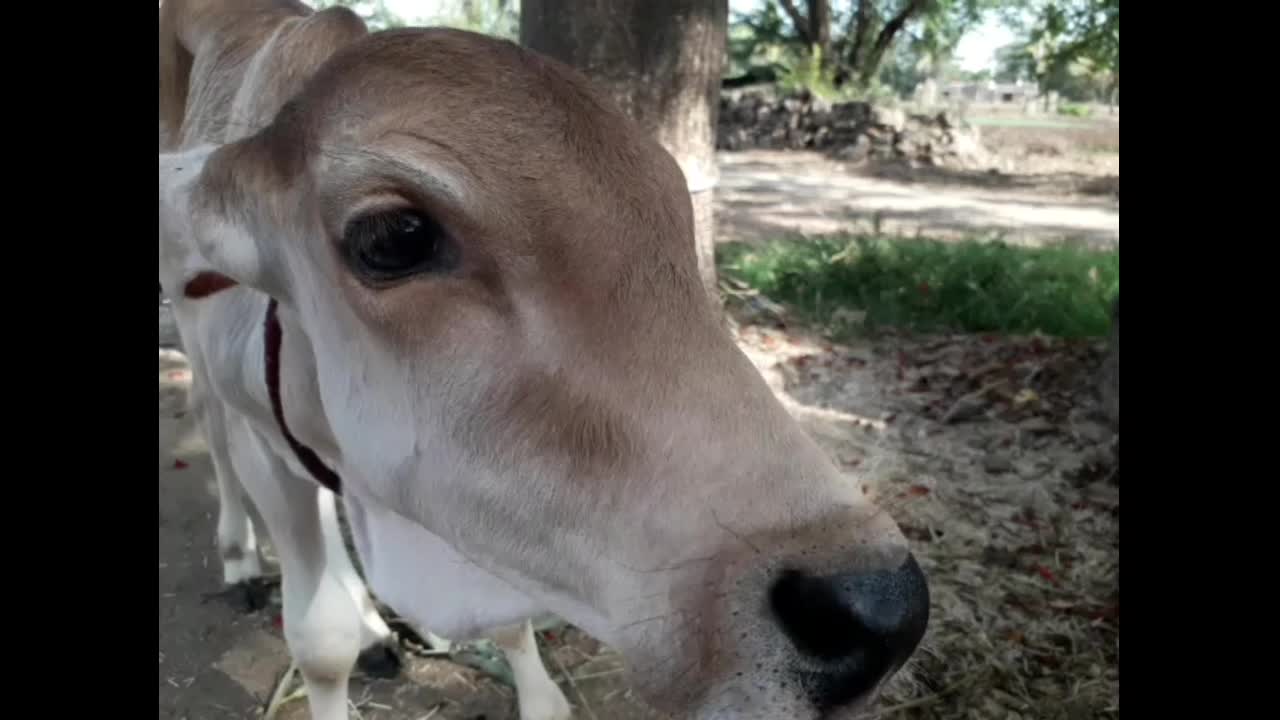 Calf - Baby cow reacts to camera