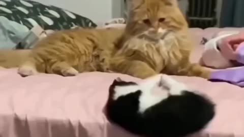 🤣😹 wait till the end 🤣 Funny animal videos. 😹🤣