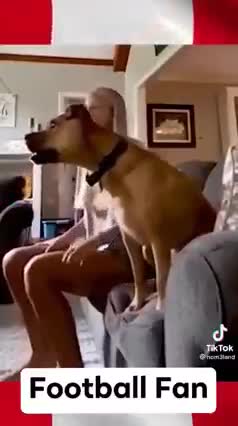 Dog also enjoy the football | Football Fan