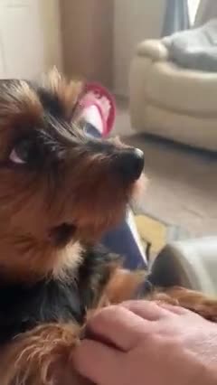 Adorable Yorkie Begs Mom for Attention
