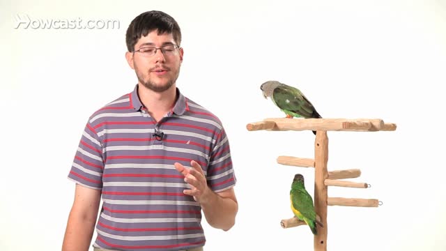 Parrot 🐦🦜 training