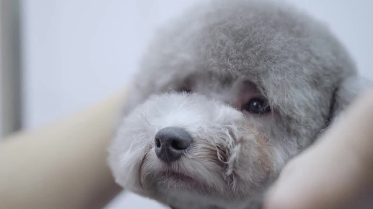 Grooming a little dog in a pet salon