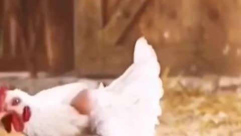 A chicken playing with eggs