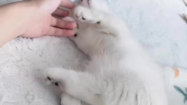 So cut my cat 🐱🐱🐱 my cat do rolling game.