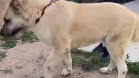 ENGLISH MASTIFF _ OMG BIG AND BEAUTIFUL DOG ❤️