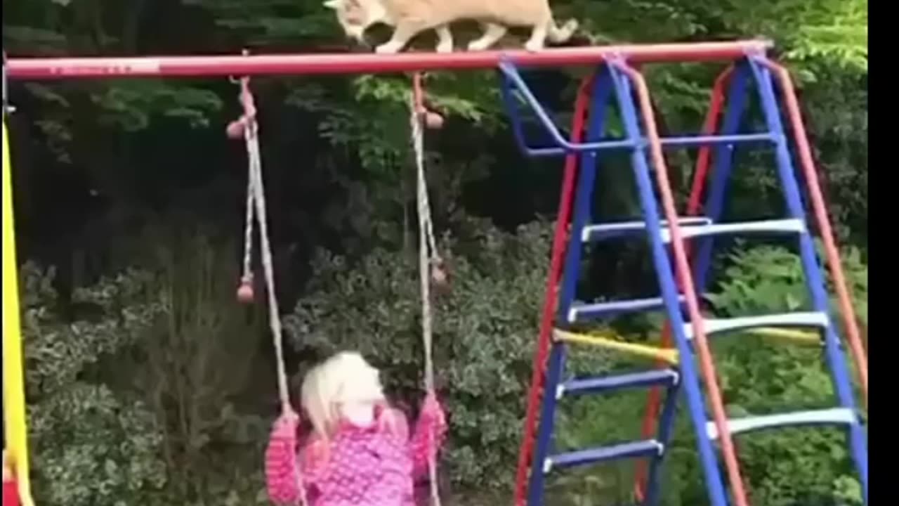 Funny cats