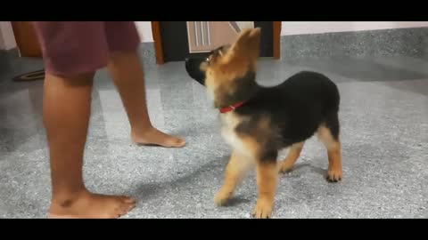 How to train jerman shepherd puppy