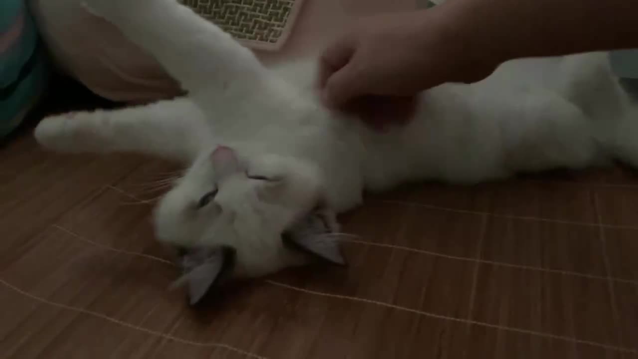 You can't say no to a stretchable cat
