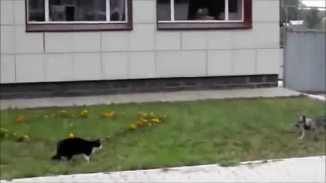 Angry Cats Vs Dogs Funny Compilation