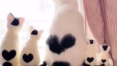 Lovely cute cats family funny cats cute cats video