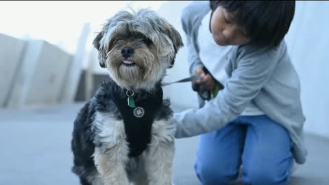 The most cute and funny puppy