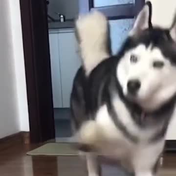 Siberian Husky having little fun