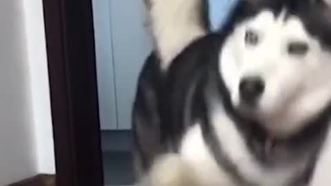 Siberian Husky having little fun