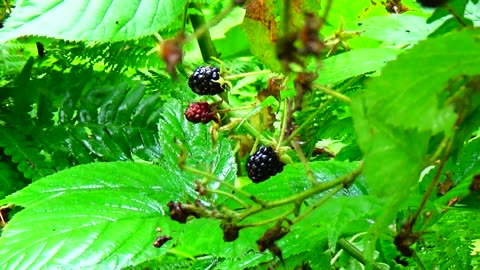 Blackberries