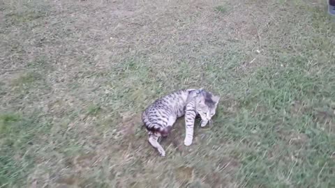 Gato se niega a caminar, es arrastrado con la correa