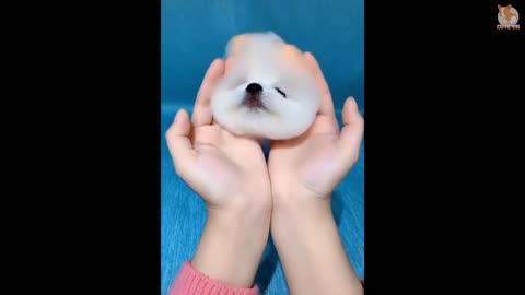 Cute white puppy