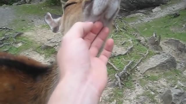 Friendly deer lets you pet it