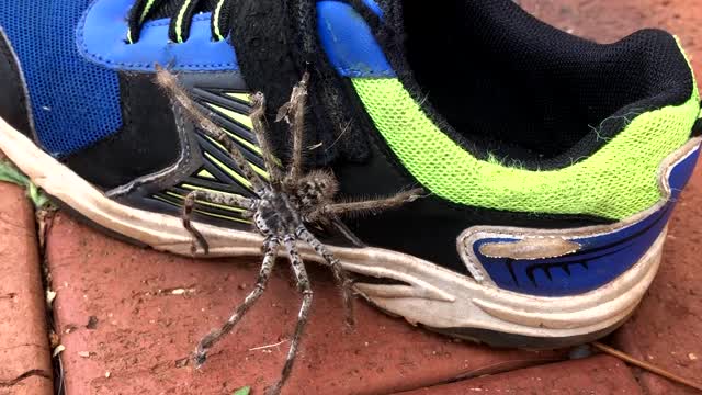 Large Spider Emerges From Shoe in Australia