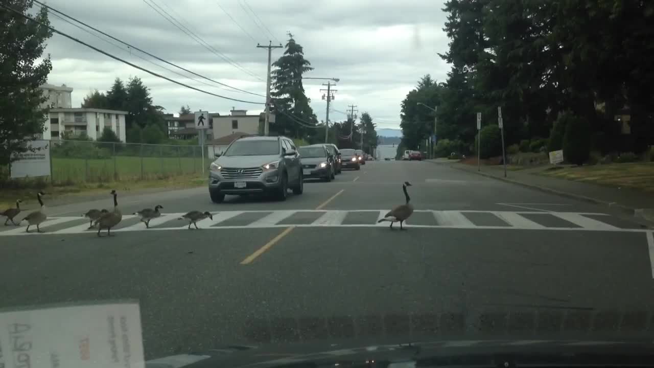 Geese Family Knows Street Rules Very Well As They Successfully Cross Road