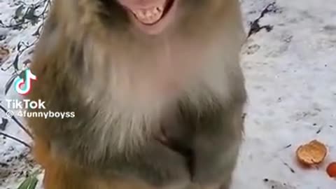 Funny # #️⃣ monkey 🐒😂😂😂