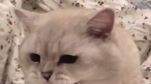 Cat tries to meow while shaking head funny