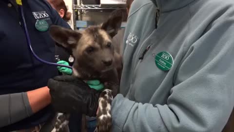 Painted dog pups have their first checkup_Cut.mp4