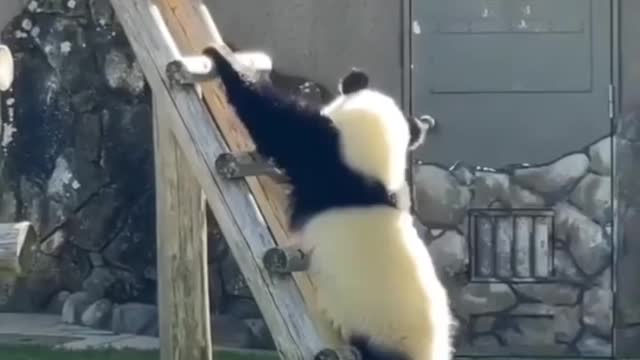 Cute panda stepping down from the ladder