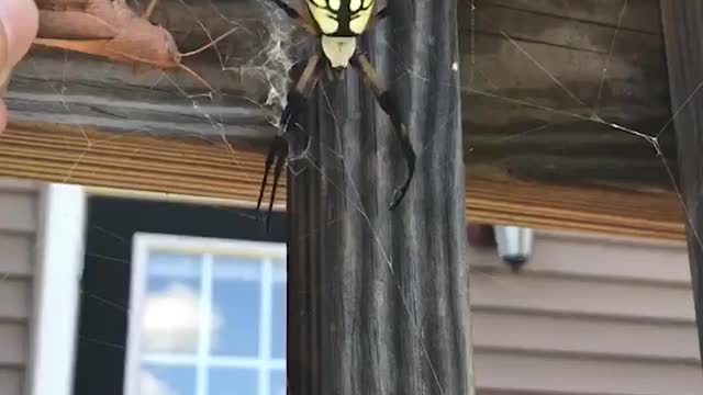 Feeding a giant spider!