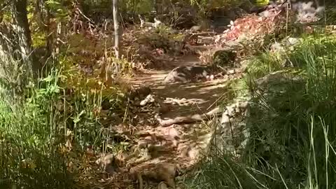 Gorgeous Arizona Trail