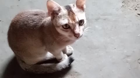 The cat is eating and watching mesmerized