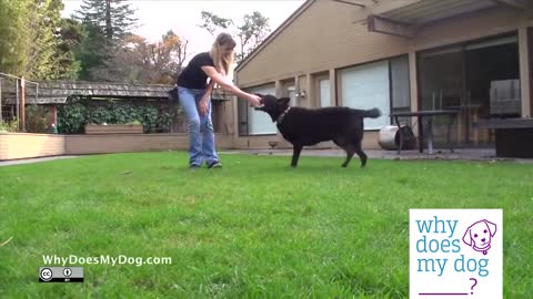 Example of Extinction Dog Training videos