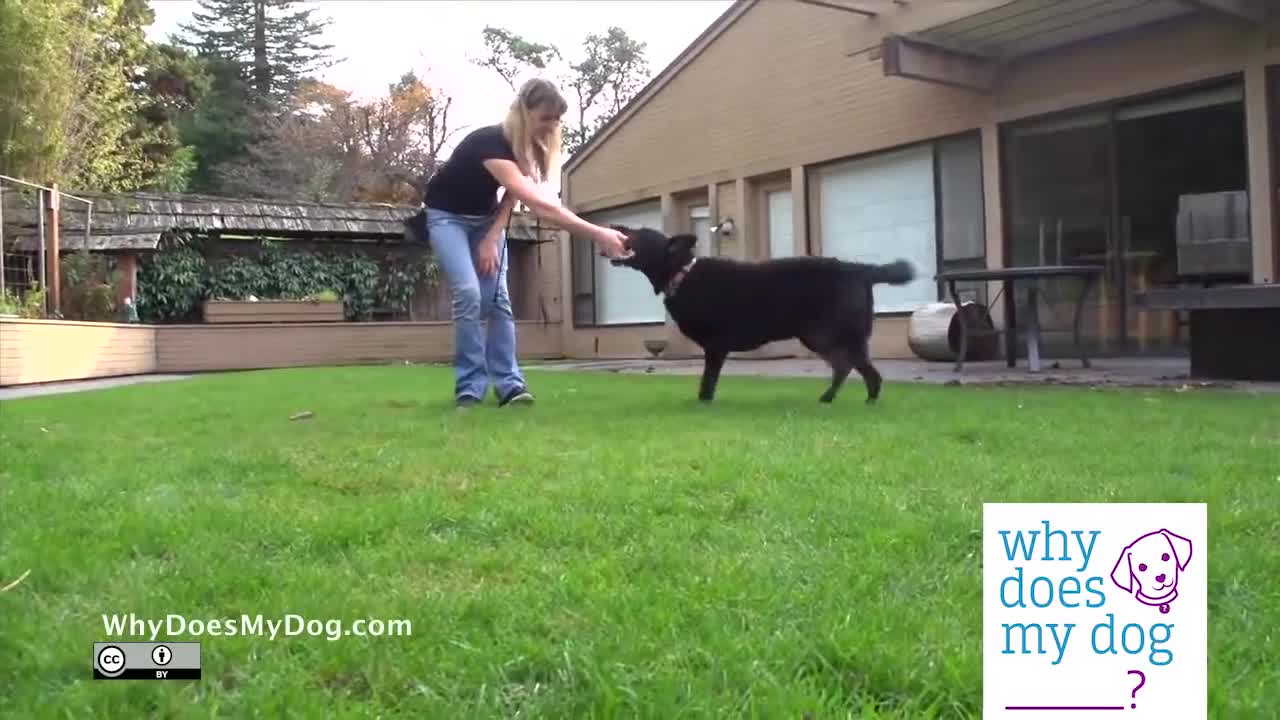 Example of Extinction Dog Training videos