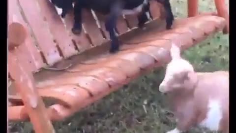 Goat has the ride of his life