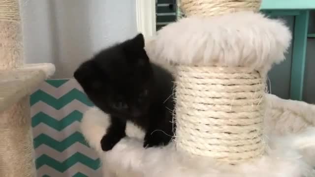 A cute kitten