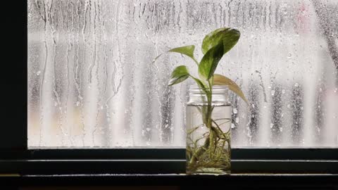 Nature & Plant & Rain