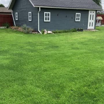 Tired dog still wants to play…