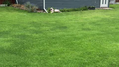 Tired dog still wants to play…