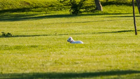 Small White Dog Resting On Grass in Park