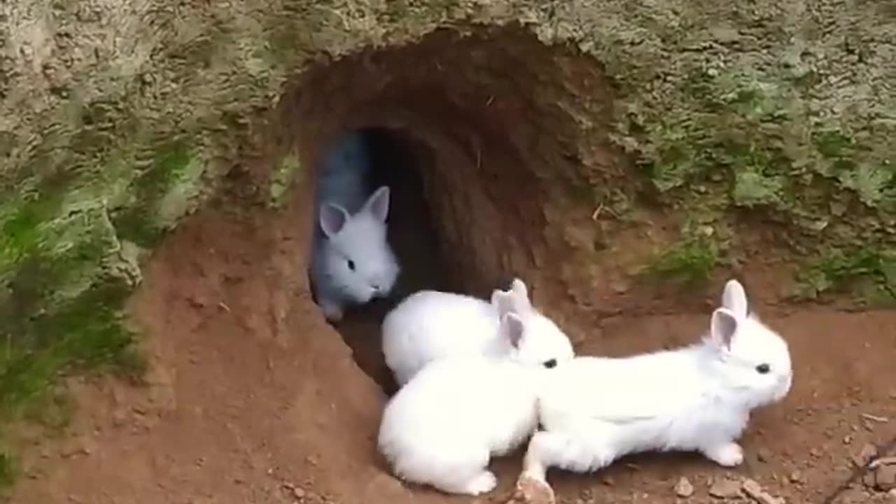 Conejos saliendo de la madriguera, crianza al aire libre